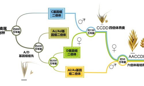 酚美愈伪麻分散片一次吃几片-酚美愈伪麻分散片主治网美酚伪麻片6片价格表知识网站,分享酚伪麻美芬胶囊大全